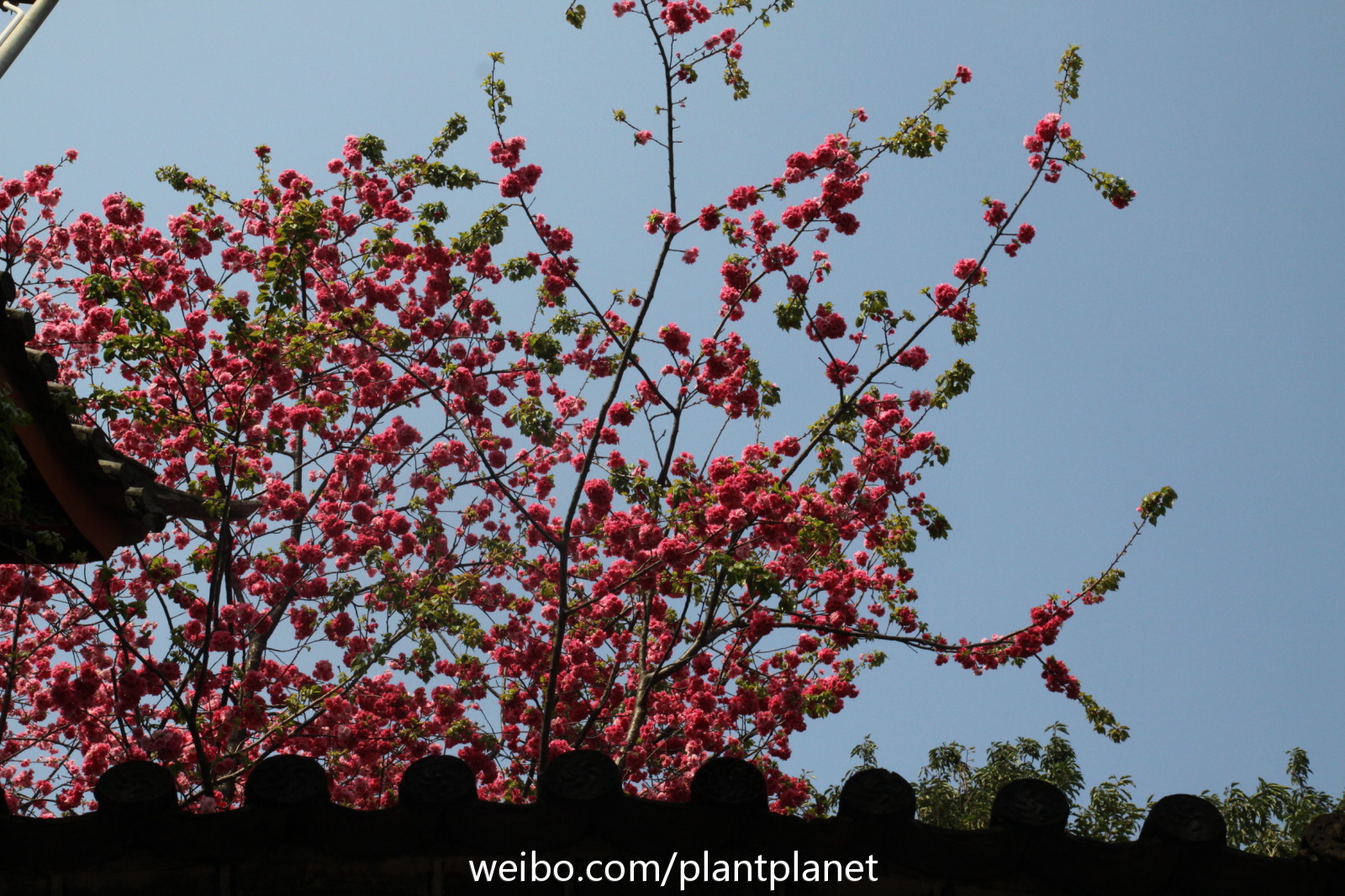 来点热烈的花,可以描述的诗句亲们自己想。春