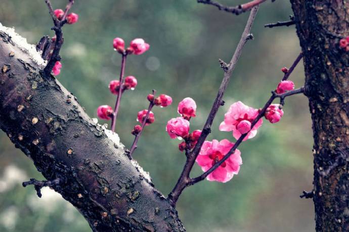 2015苏州太湖梅花节门票_2015年苏州西山梅